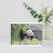Carte Postale Panda (Debout devant)