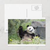 Carte Postale Panda (Devant / Derrière)