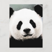 Carte Postale Panda (Devant)