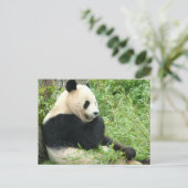 Carte postale Panda (Debout devant)
