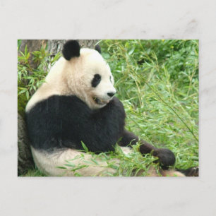 Carte postale Panda