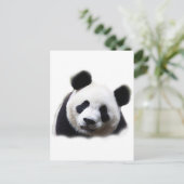 Carte Postale Panda (Debout devant)