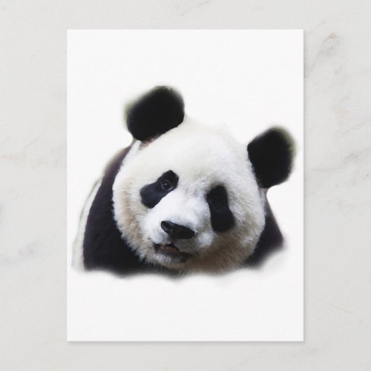 Carte Postale Panda (Devant)