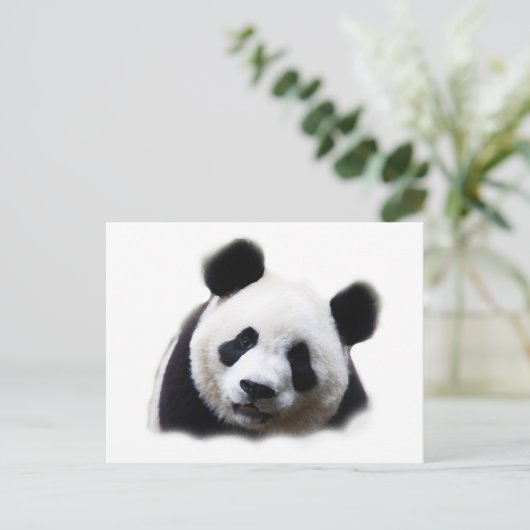 Carte Postale Panda (Debout devant)