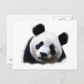 Carte Postale Panda (Devant / Derrière)
