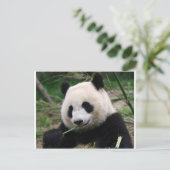 Carte Postale Panda (Debout devant)