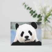 Carte Postale Panda (Debout devant)
