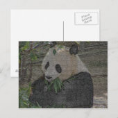 CARTE POSTALE PANDA (Devant / Derrière)
