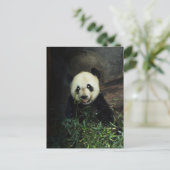 Carte Postale Panda (Debout devant)