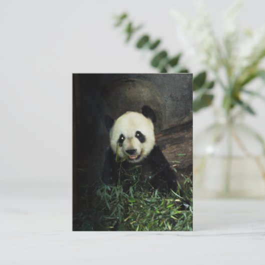 Carte Postale Panda (Debout devant)