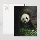 Carte Postale Panda (Devant / Derrière)