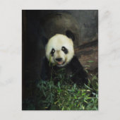 Carte Postale Panda (Devant)
