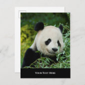 Carte Postale Panda (Devant / Derrière)