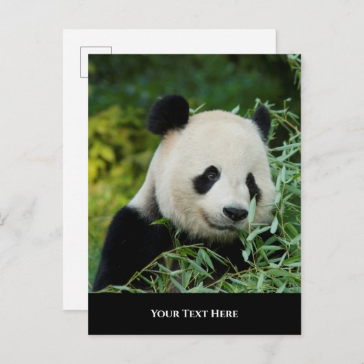 Carte Postale Panda (Devant / Derrière)