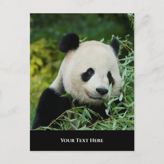 Carte Postale Panda (Devant)