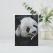 Carte Postale Panda (Debout devant)