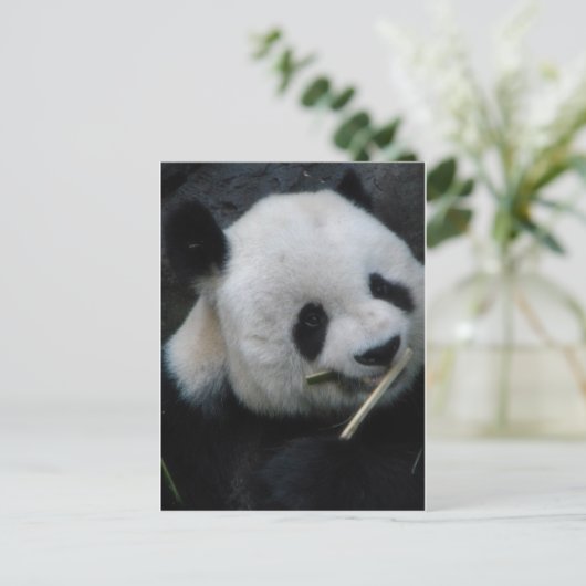 Carte Postale Panda (Debout devant)
