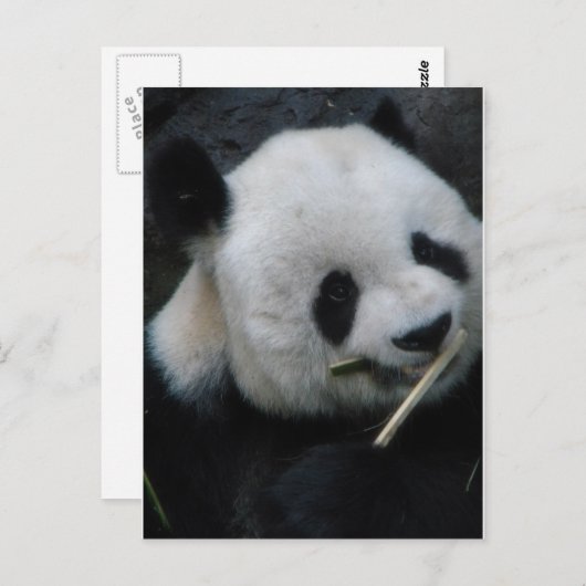 Carte Postale Panda (Devant / Derrière)