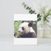 Carte Postale Panda (Debout devant)