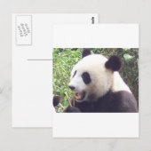 Carte Postale Panda (Devant / Derrière)