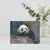 Carte postale Panda (Debout devant)