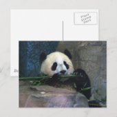 Carte postale Panda (Devant / Derrière)