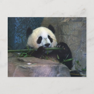 Carte postale Panda