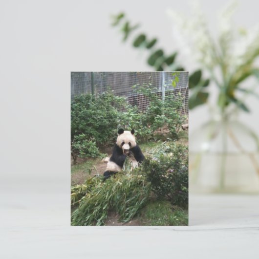 Carte Postale Panda (Debout devant)