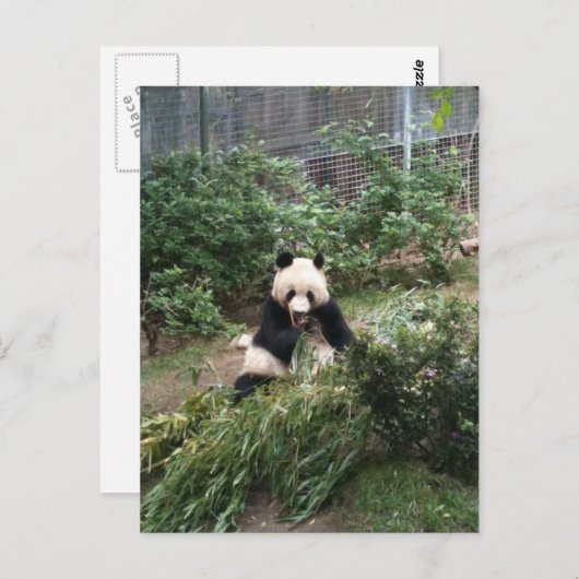 Carte Postale Panda (Devant / Derrière)