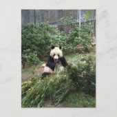 Carte Postale Panda (Devant)