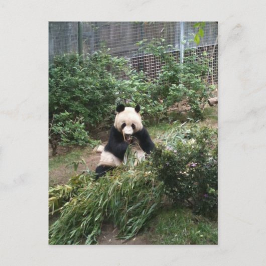 Carte Postale Panda (Devant)