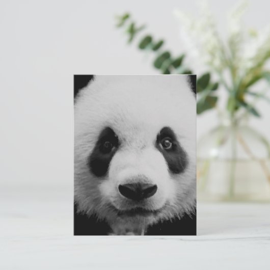 Carte Postale Panda (Debout devant)