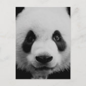Carte Postale Panda (Devant)