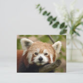 Carte Postale panda-010 (Debout devant)