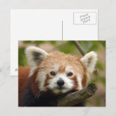 Carte Postale panda-010 (Devant / Derrière)