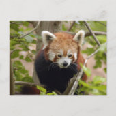 Carte Postale panda-023 (Devant)