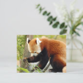 Carte Postale panda-029 (Debout devant)