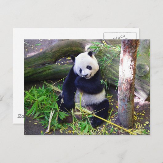 Carte Postale Panda au zoo de San Diego (Devant / Derrière)