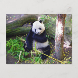 Carte Postale Panda au zoo de San Diego