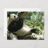 Carte Postale Panda au zoo de San Diego (Devant / Derrière)