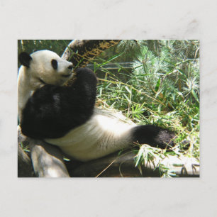 Carte Postale Panda au zoo de San Diego