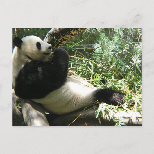 Carte Postale Panda au zoo de San Diego (Devant)