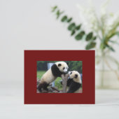 CARTE POSTALE PANDA BEAR (Debout devant)