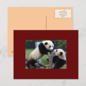 CARTE POSTALE PANDA BEAR (Devant / Derrière)