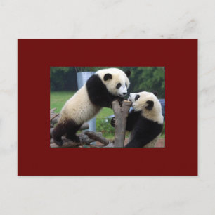 CARTE POSTALE PANDA BEAR