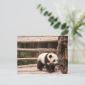 Carte postale Panda Bear (Debout devant)
