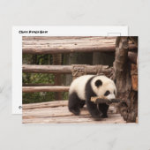 Carte postale Panda Bear (Devant / Derrière)