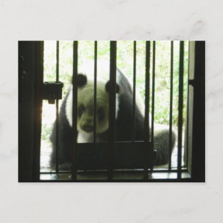 Carte Postale Panda Bear Derrière Les Barres