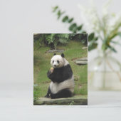 Carte Postale Panda Bear mange du bambou (Debout devant)