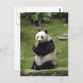 Carte Postale Panda Bear mange du bambou (Devant / Derrière)